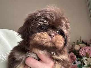 Shih Tzu dogs Chocolate and tan extremely rare - Advert 17