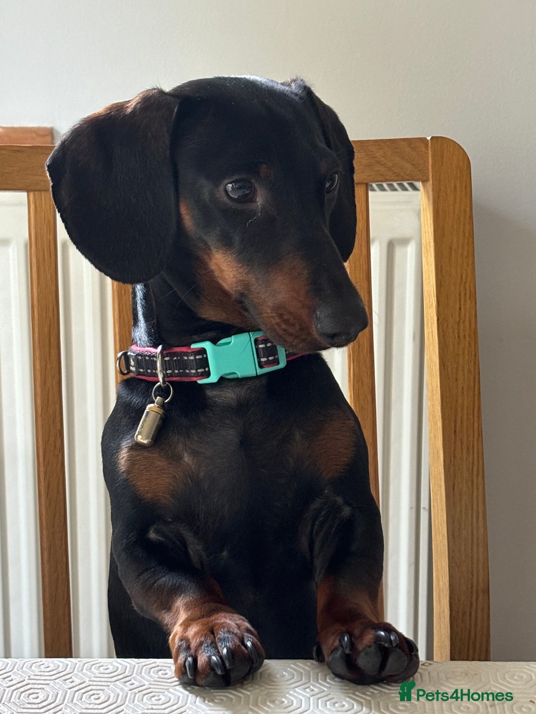 Dachshund dogs for sale: Dachshund Black and Tan male - Slinky - Advert 12