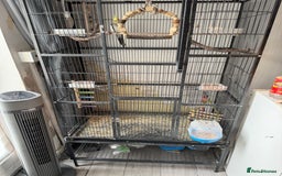 Cockatiels birds for sale: 1 cockatiel plus cage for sale  - Image 5