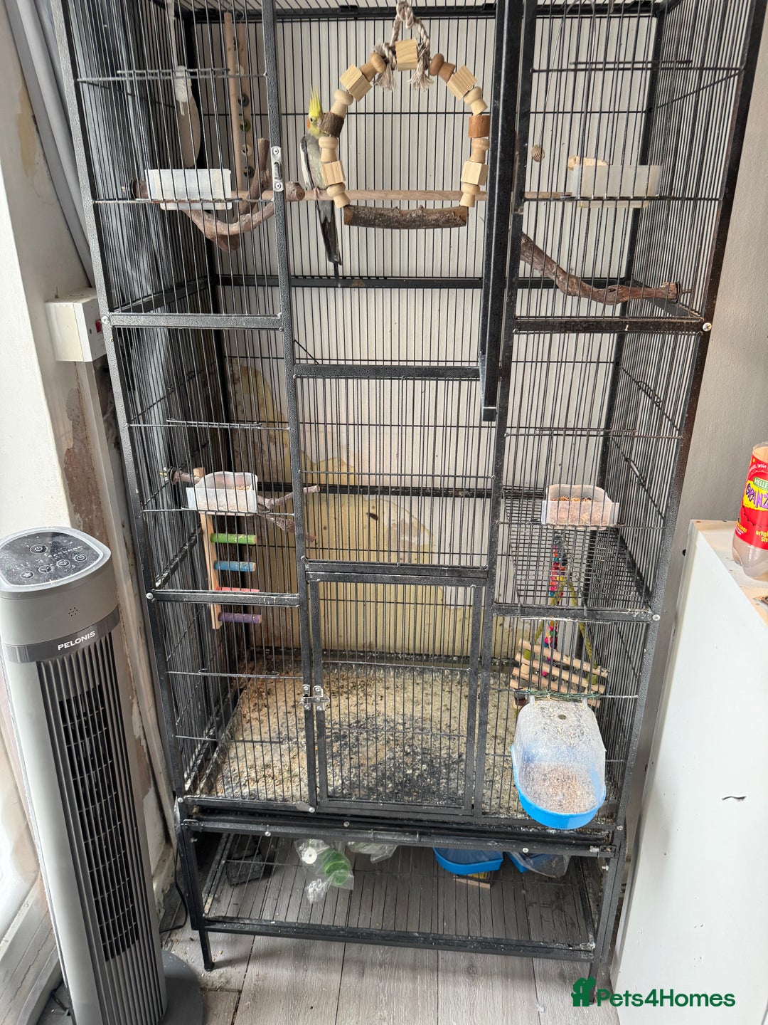 Cockatiels birds for sale: 1 cockatiel plus cage for sale  - Image 5