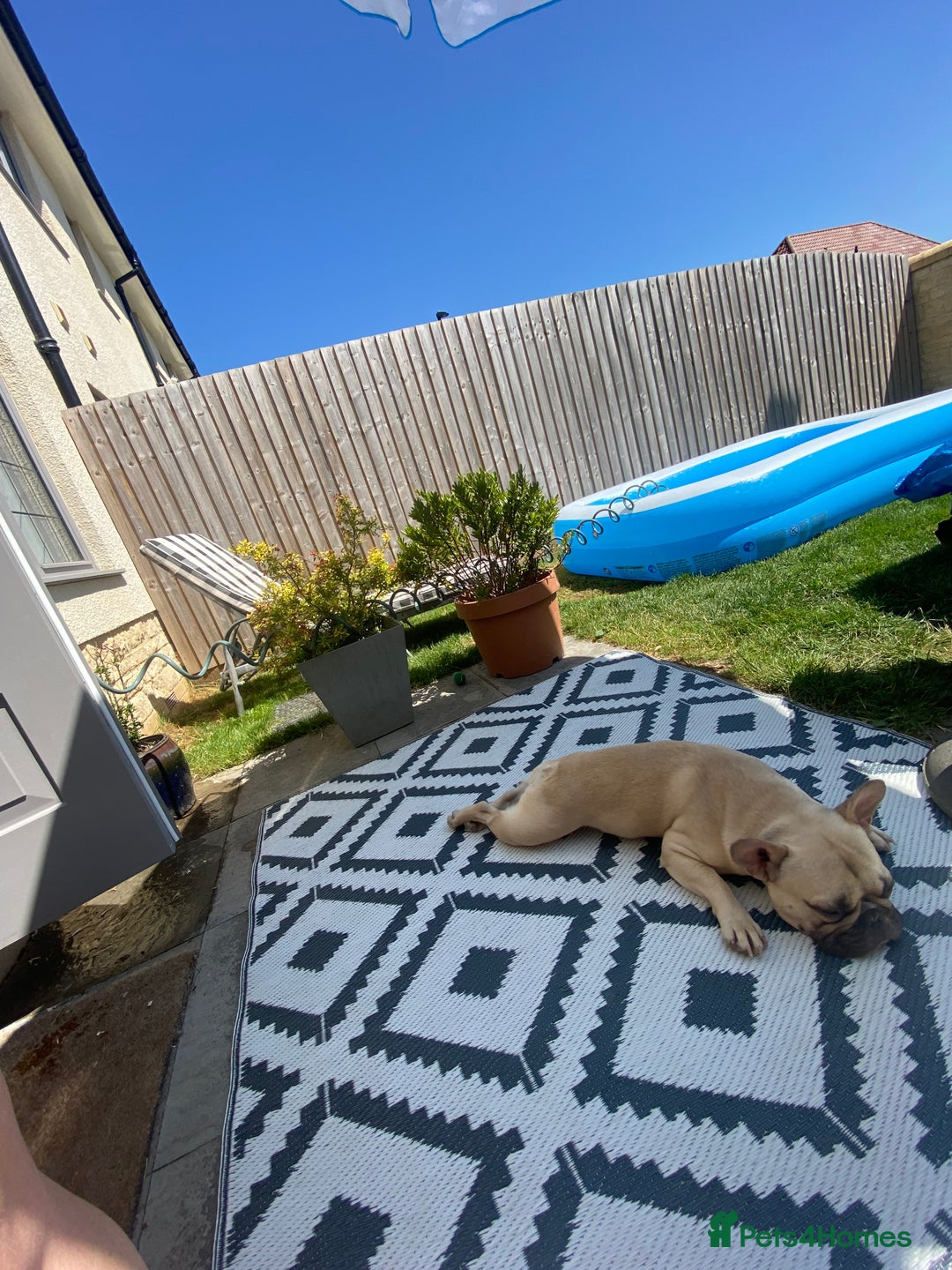 French Bulldog dogs for sale: French male bulldog  - Image 3