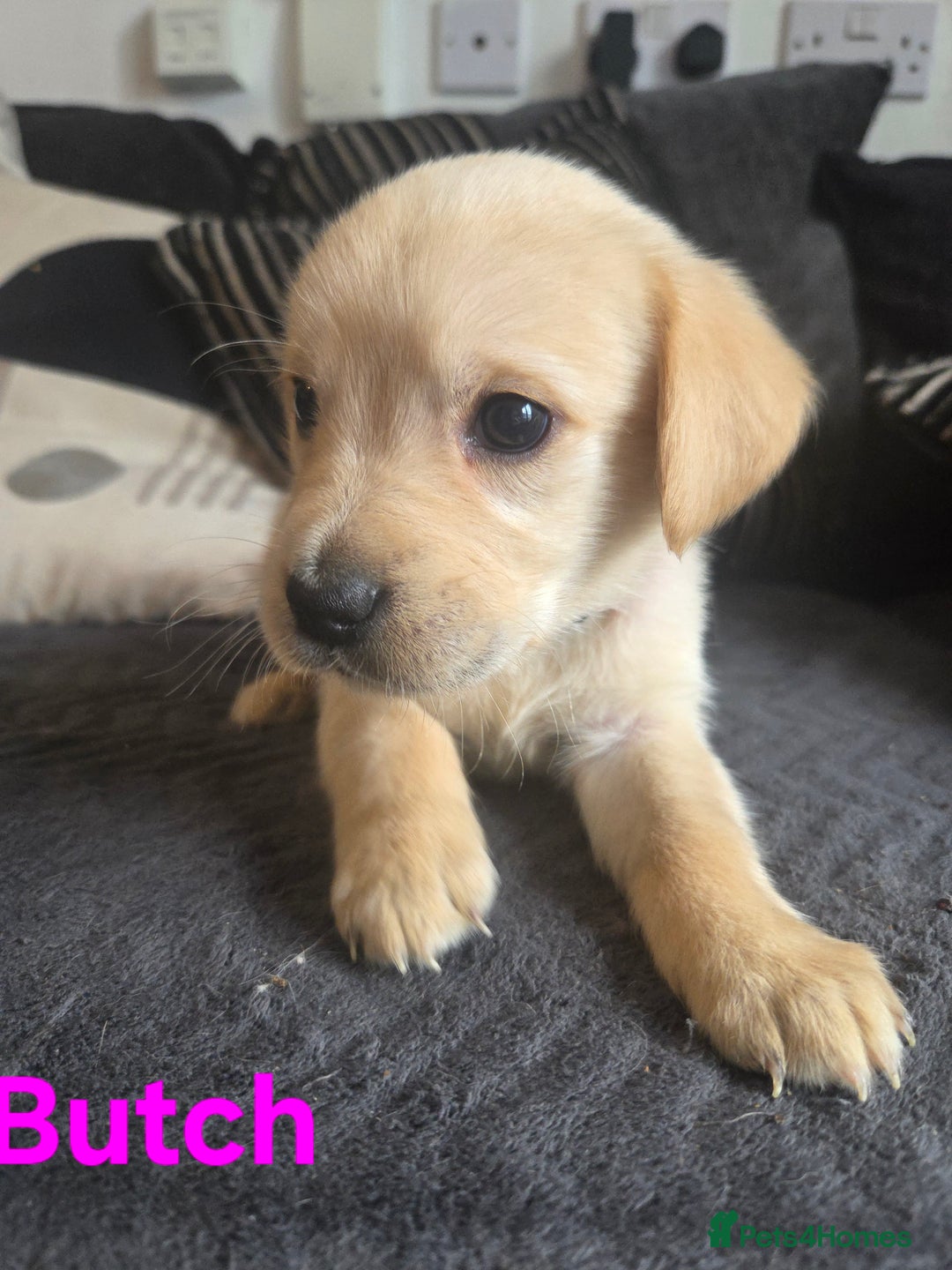 Goldador dogs for sale: Kitanas puppies  - Image 9