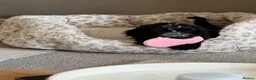 Cocker Spaniel dogs for sale: Cockapoo in Barnsley - Advert 4