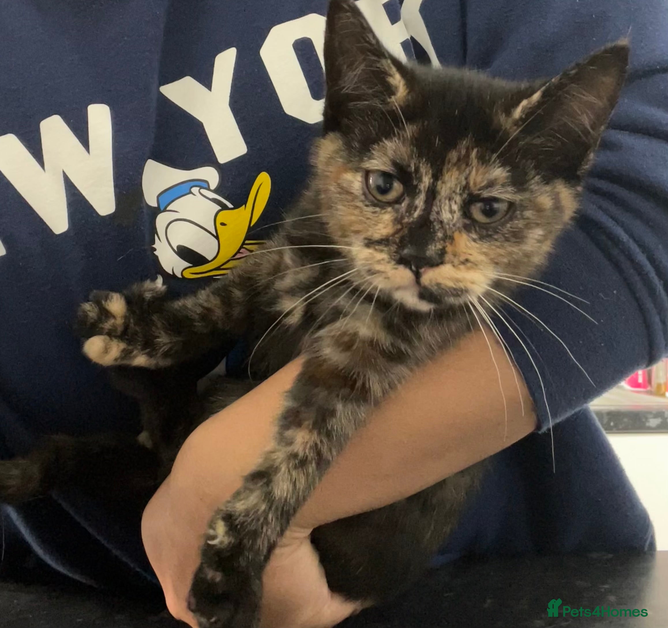 Ragdoll cats URGENT Ragdoll kittens x1 LAST ONE! 🫶🏽 - Advert 4