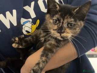 Ragdoll cats URGENT Ragdoll kittens x1 LAST ONE! 🫶🏽 - Advert 4