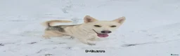 Mixed Breed dogs for sale: German Shepherd x Husky/Northern Inuit Puppies - Advert 9