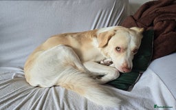 Border Collie dogs for sale: Double Merle Border collie - Image 4