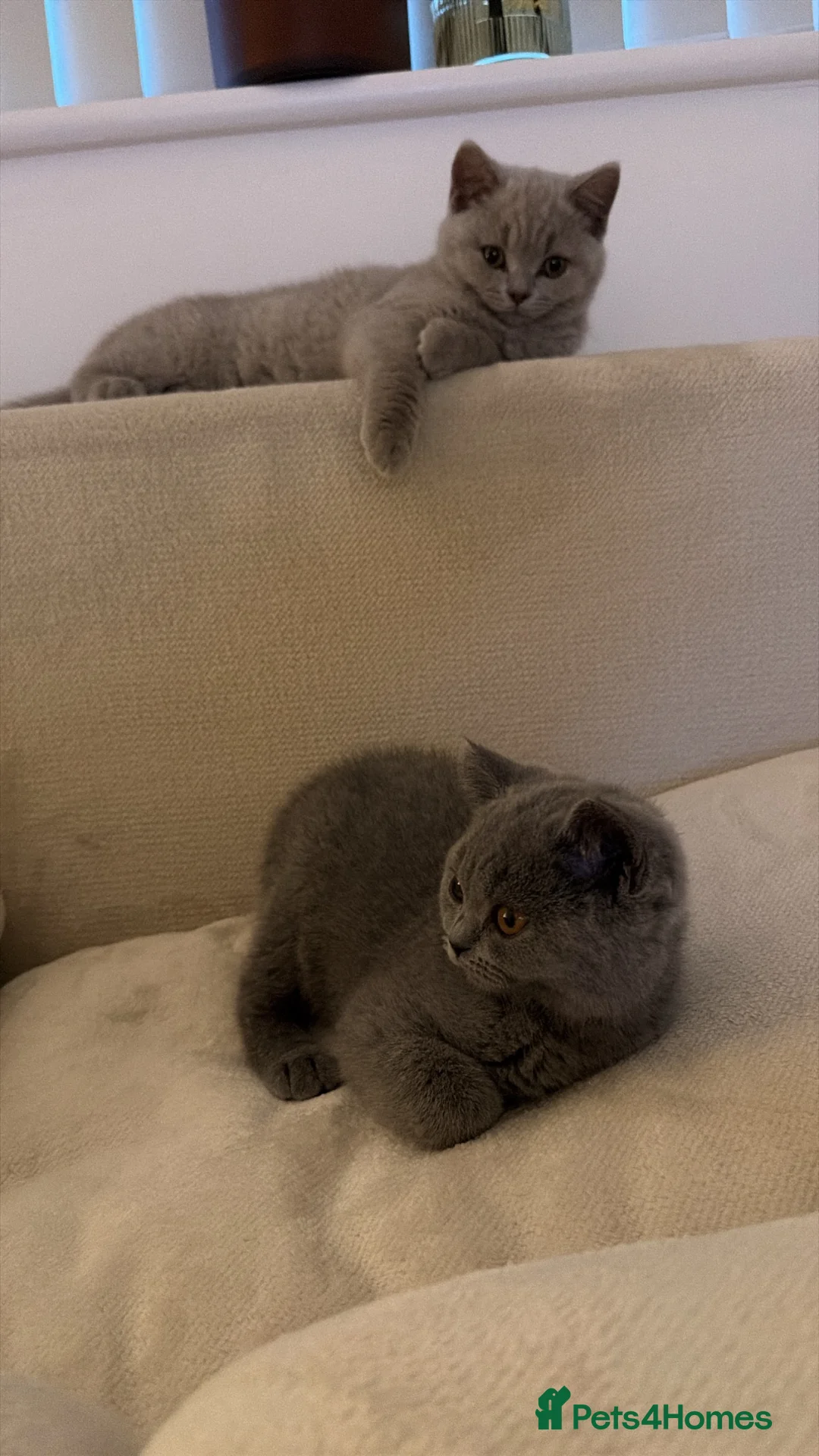 British Shorthair cats for sale: British shorthair kittens GCCF registered  - Advert 2