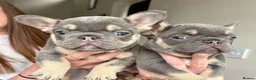 French Bulldog dogs for sale: £1000 8 weeks old lilac n tan frenchies  - Advert 3