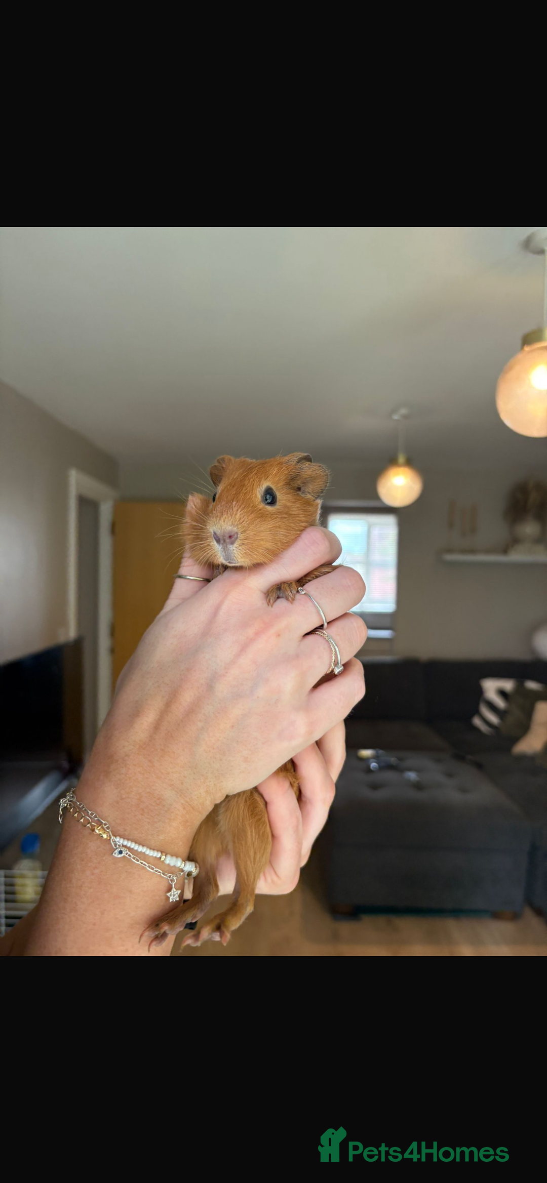 Guinea Pig rodents for sale: 2female guinea pigs  - Image 3
