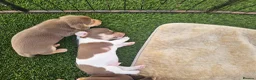 Jack Russell dogs for sale: Jack Russell pups  - Advert 5