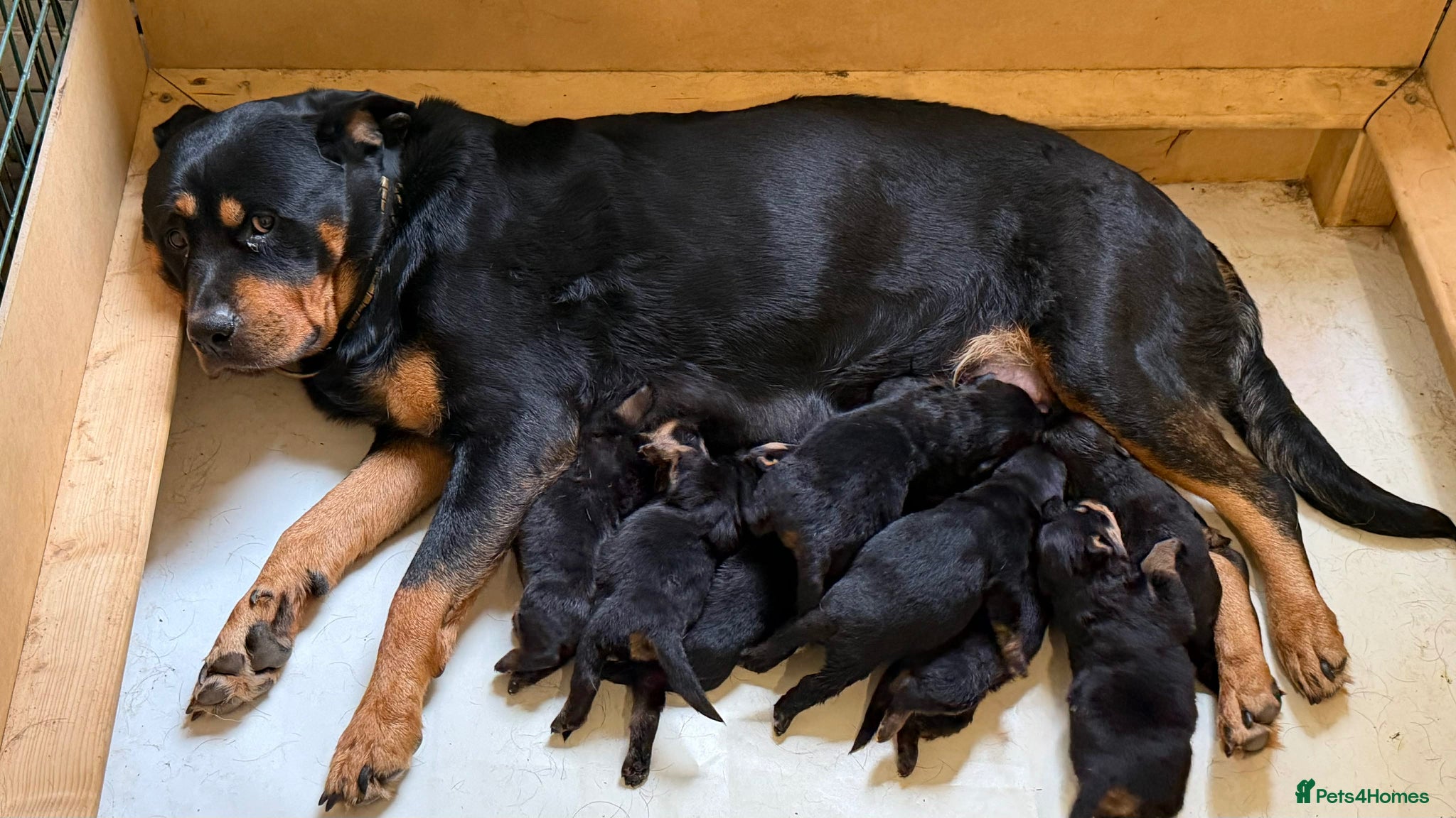 Rottweiler dogs Stunning KC Rottweiler Pups for sale Essex £1800 - Advert 1