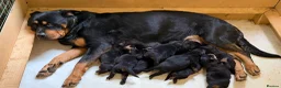 Rottweiler dogs for sale: Stunning KC Rottweiler Pups for sale Essex £1800 - Advert 1