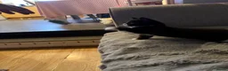 Mixed Breed cats for sale: Male kitten  - Advert 11