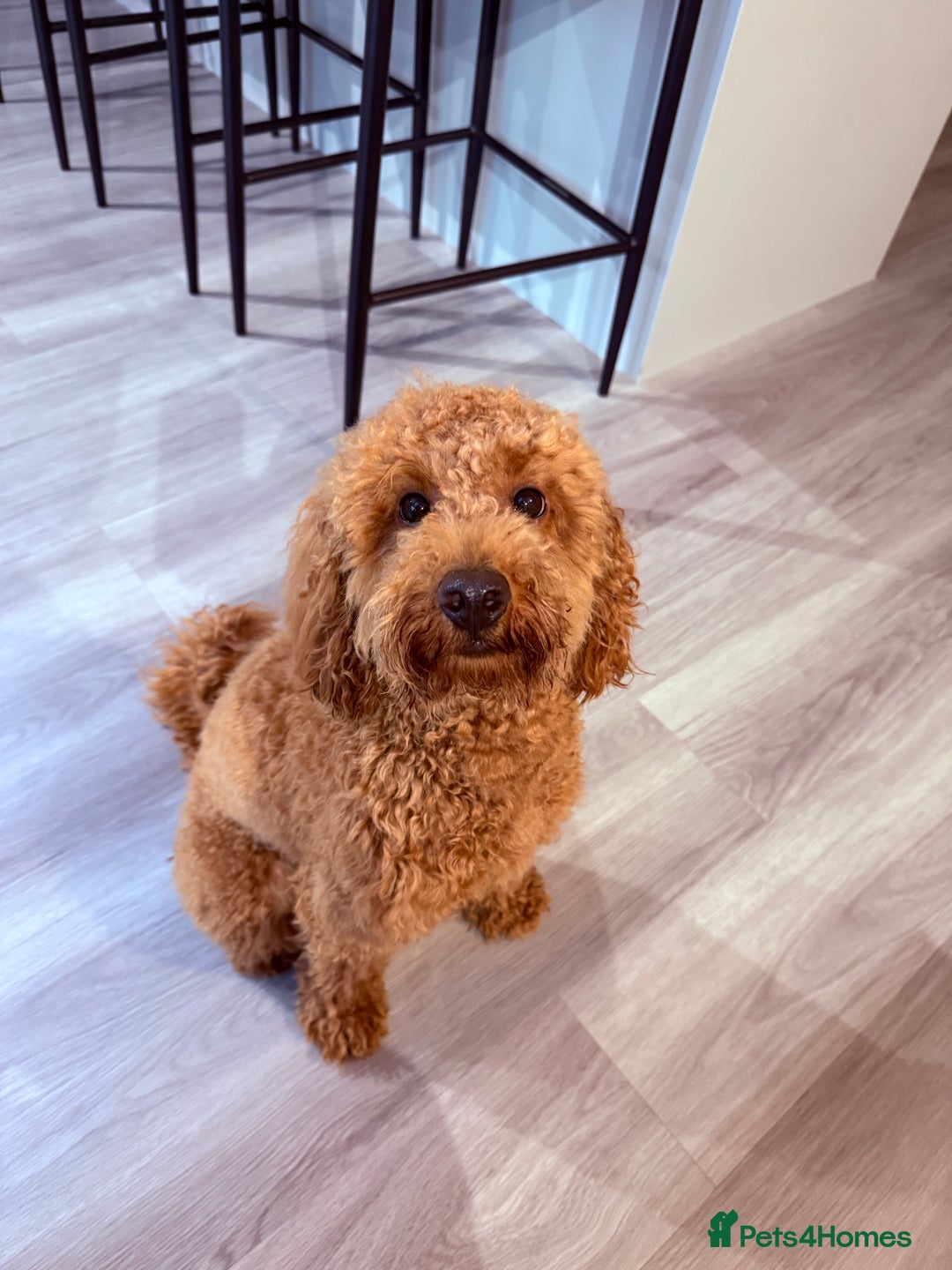 Miniature Poodle dogs for sale: Loving Miniature Poodle - Advert 4