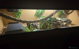 Python Snake reptiles for sale: Banana Royal Python - Image 8