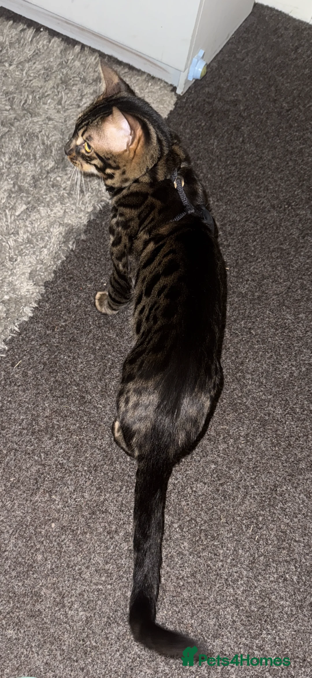 Bengal cats for stud: Stunning Bengal for stud - Advert 8