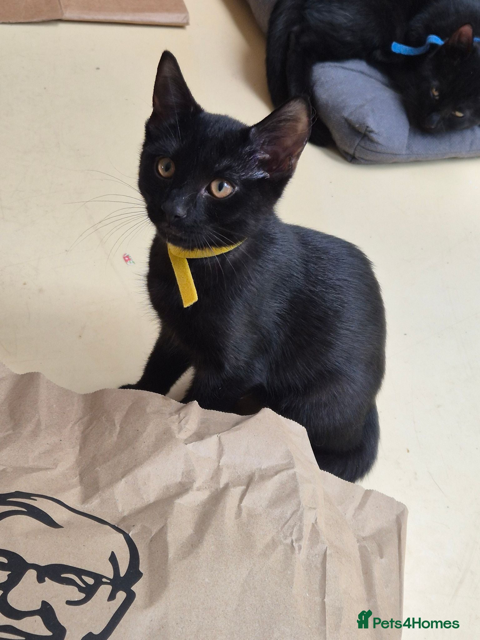 Mixed Breed cats Male, black kitten, raised in a family home. - Advert 4