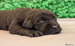 Labrador Retriever dogs for sale: CHUNKY BLACK AND CHOCOLATE PEDIGREE LABS - Image 15