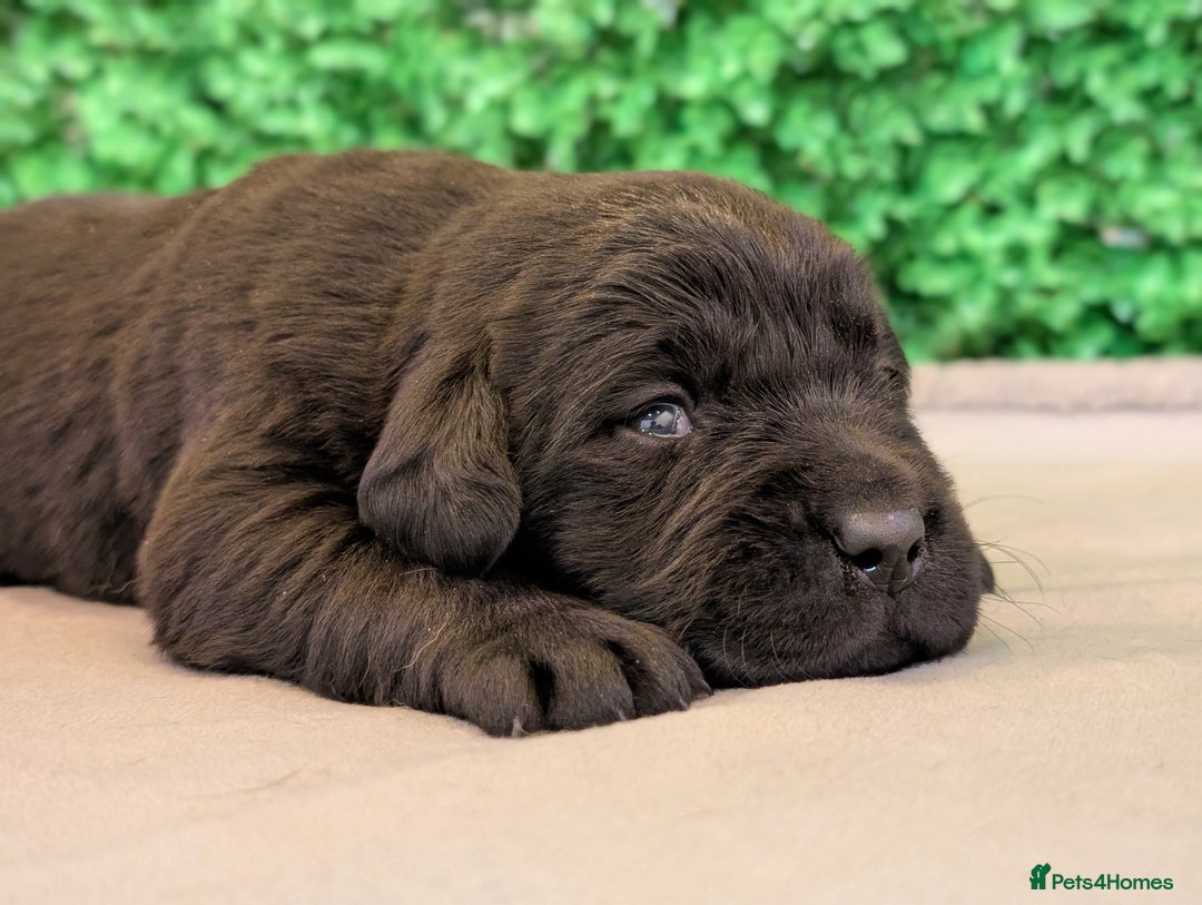 Labrador Retriever dogs for sale: CHUNKY BLACK AND CHOCOLATE PEDIGREE LABS - Image 15