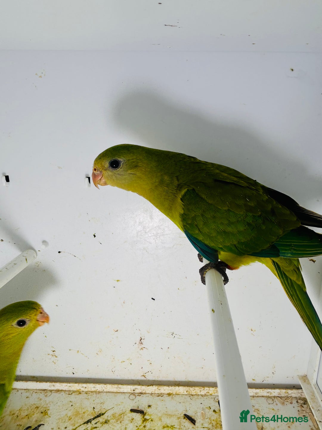 Parakeets birds for sale: Young pair of Barraband parakeet  - Image 5