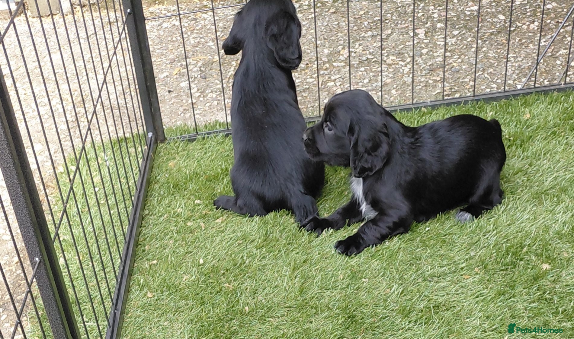 Sprocker dogs Sprocker puppies - Advert 2