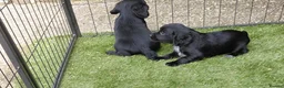 Sprocker dogs for sale: Sprocker puppies - Advert 13