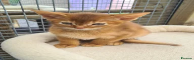 Abyssinian Kitten 1 boy
