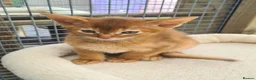 Abyssinian cats for sale: Beautiful pedigree tica abyssinian kittens - Advert 20