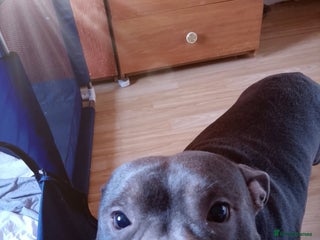 Staffordshire Bull Terrier dogs - Advert 10