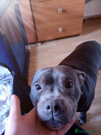 Staffordshire Bull Terrier dogs - Advert 5