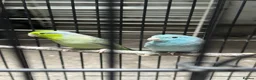 Parrots birds for sale: Bonded pair of Pacific Parrotlets (Blue & Pastel) in London - Advert 1