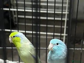 Parrots birds Bonded pair of Pacific Parrotlets (Blue & Pastel) - Advert 1