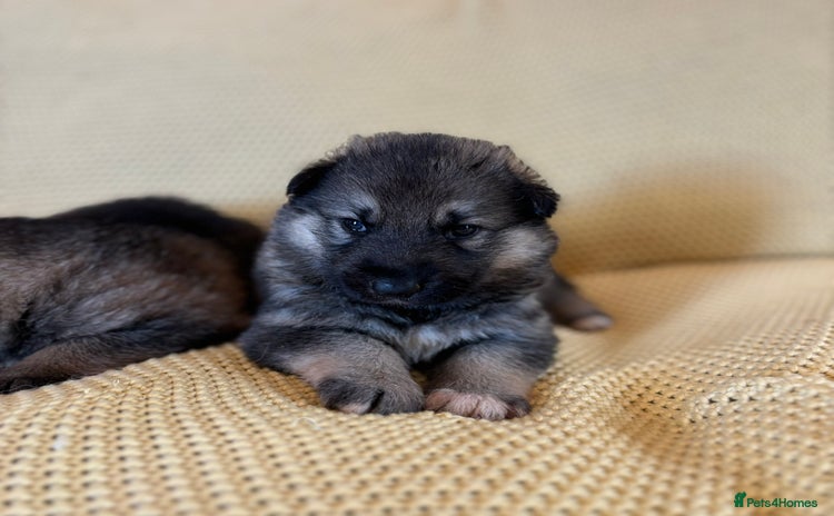 Shepsky dogs - Advert 2