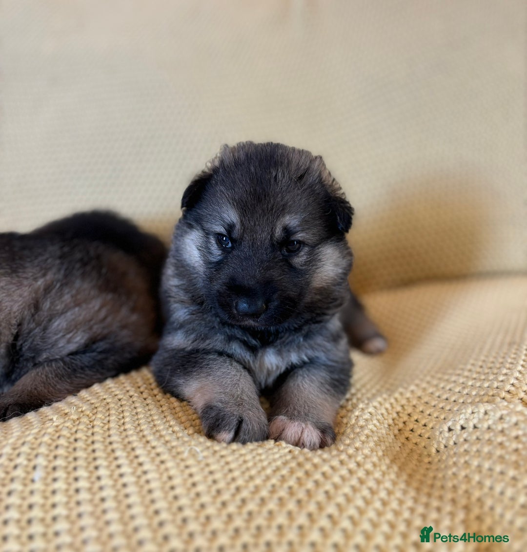 Shepsky dogs for sale: Gorgeous Shepsky pups (German shepherd x Husky) - Image 1