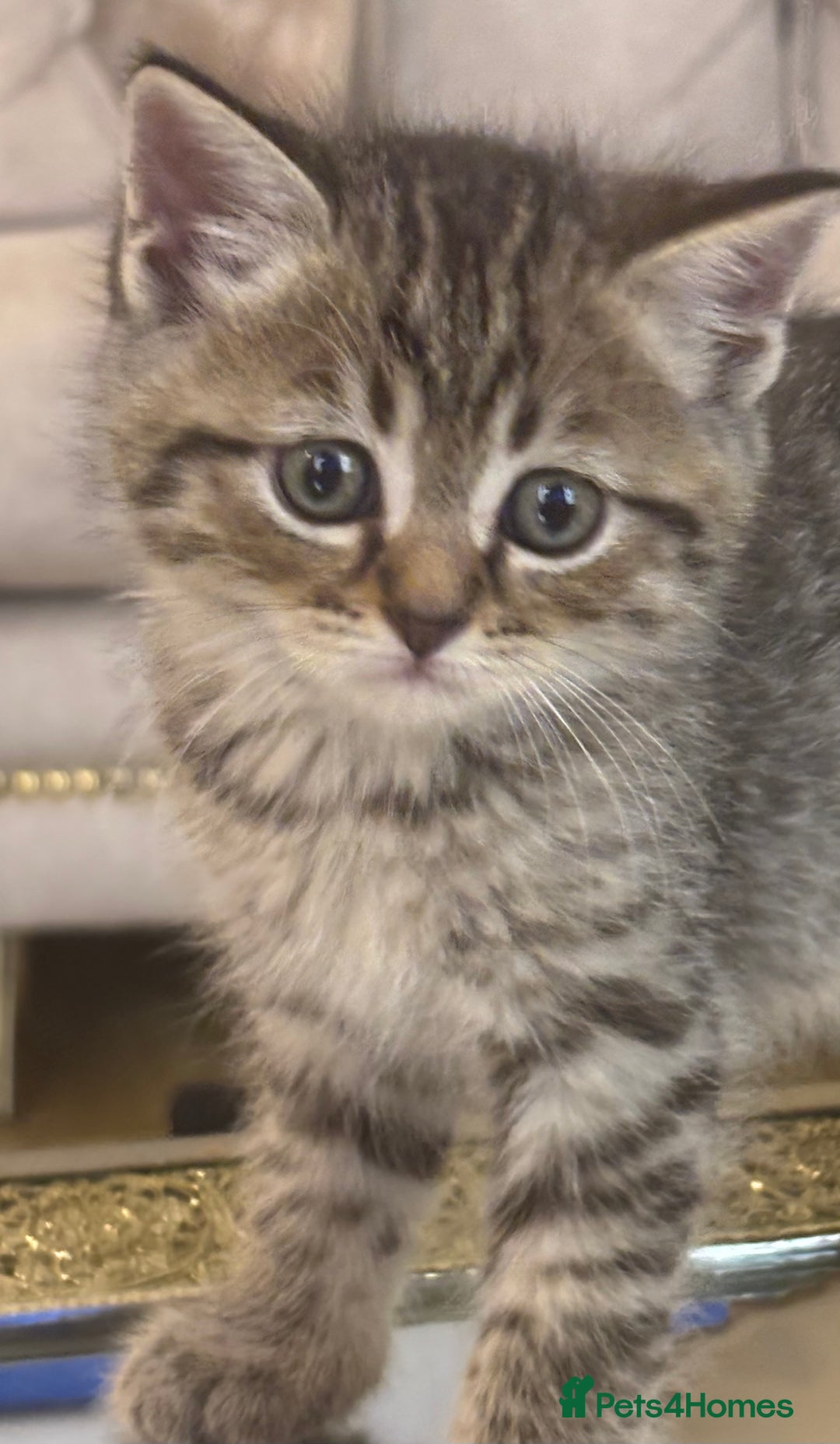 Persian cats for sale: Persian Cross Kittens - GCCF Registered parents - Image 5