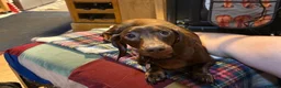 Miniature Dachshund dogs for sale: Dapple female - Advert 7