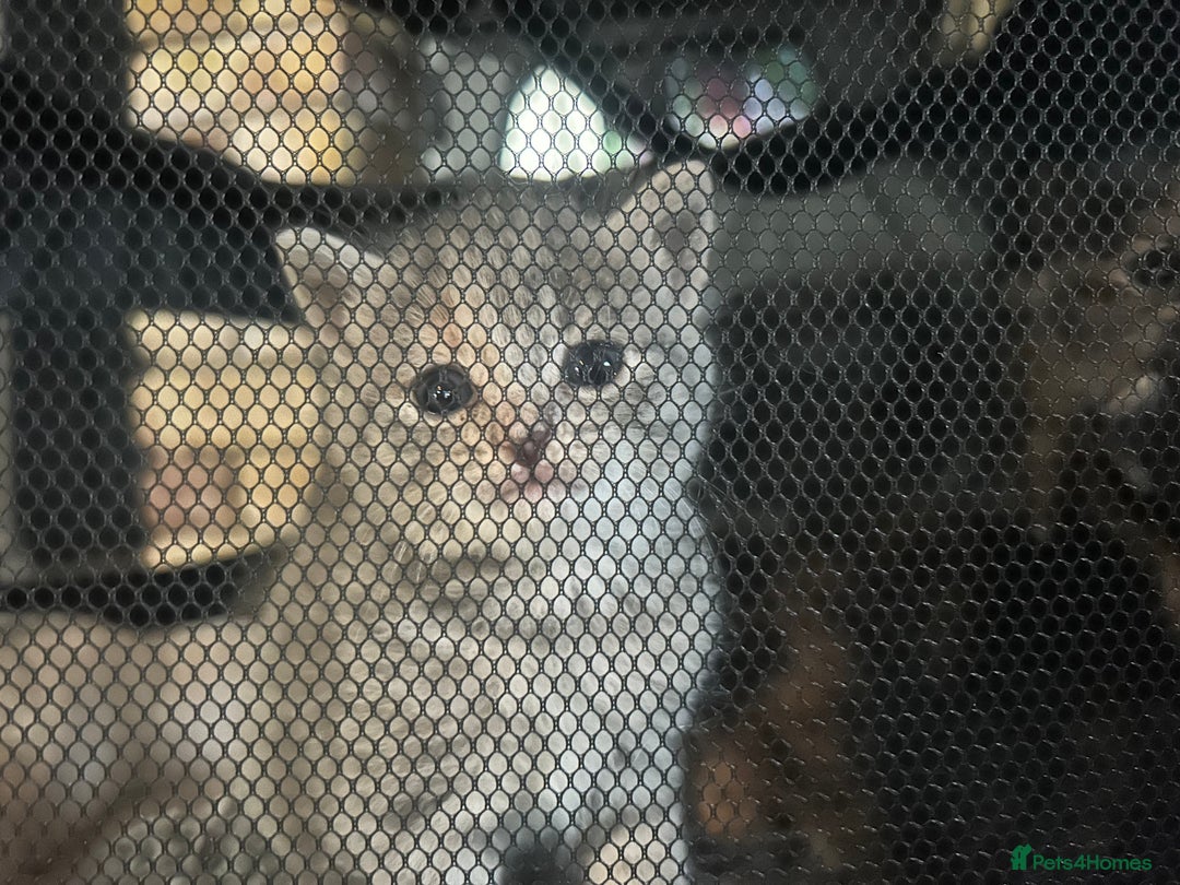 Mixed Breed cats for sale: Kittens mixed breed  - Image 1