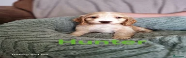 Cockapoo 2