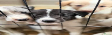 Border Collie 6