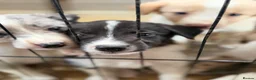 Border Collie dogs for sale: Rare coloured Border Collie Puppies for sale - Advert 13