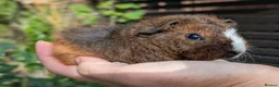 Guinea Pig rodents for sale: Beautiful guinea pig pups - Advert 10