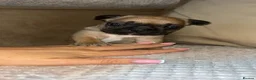 French Bulldog dogs for sale: French bulldogs - Advert 5