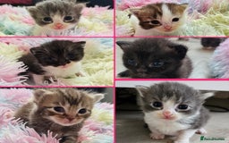 Mixed Breed cats for sale:  Kittens🥰Ragdoll and short hair domestic catcat  - Image 2