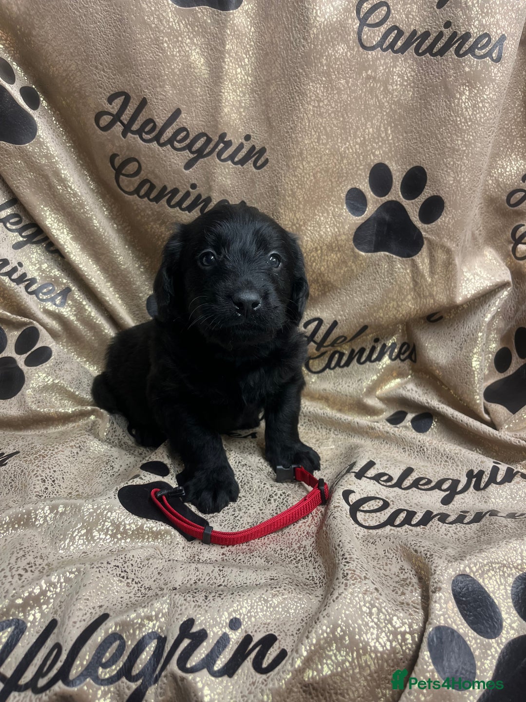 Labradoodle dogs for sale: 5 ⭐️ licensed Home breeder - Advert 15
