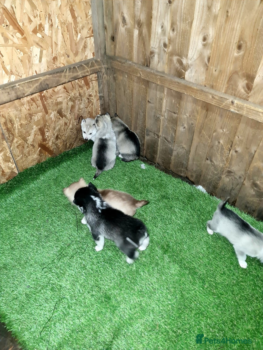 Siberian Husky dogs for sale: 6 siberian husky  - Advert 6