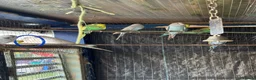 Cockatiels birds for sale: Cockateils  in Leicester - Advert 12