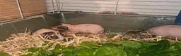 Guinea Pig rodents for sale: 4 male skinny pig boars - Advert 8
