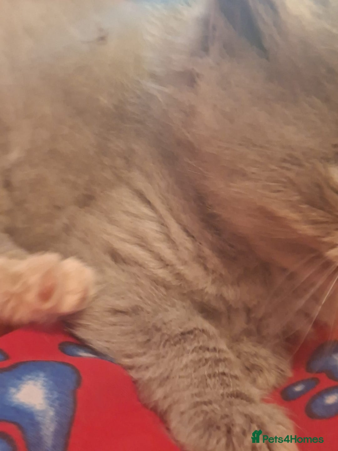 British Shorthair cats for sale: Beautiful short hair and long hair British kittens - Advert 14