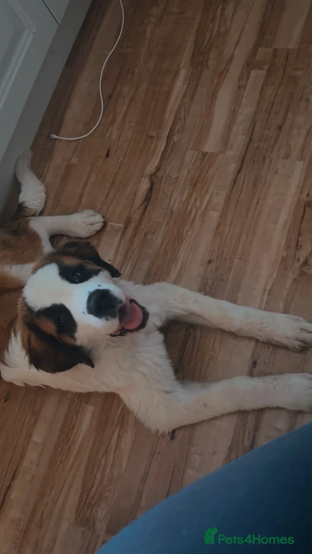 Saint Bernard dogs for sale: Female Saint Bernard - Advert 3